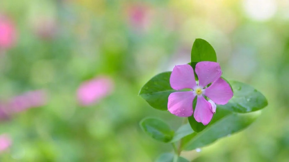 u=728103294,2628040621&fm=253&fmt=auto&app=120&f=JPEG.webp.jpg